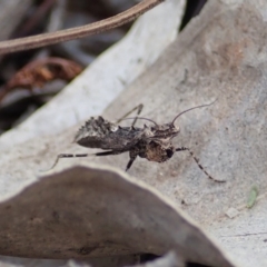 Paraoxypilus tasmaniensis at Dunlop, ACT - 25 Oct 2019 10:09 AM