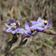 Thelymitra pauciflora (Slender Sun Orchid) at Cook, ACT - 22 Oct 2019 by CathB