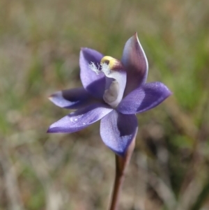 Thelymitra pauciflora at Cook, ACT - suppressed