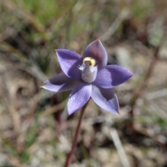 Thelymitra pauciflora at Cook, ACT - suppressed