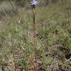 Thelymitra pauciflora at Cook, ACT - suppressed