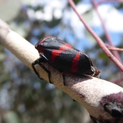 Eurymelops rubrovittata (Red-lined Leaf Hopper) at Jerrabomberra Grassland - 24 Oct 2019 by Christine