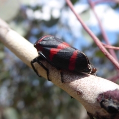 Eurymelops rubrovittata (Red-lined Leaf Hopper) at Jerrabomberra Grassland - 24 Oct 2019 by Christine
