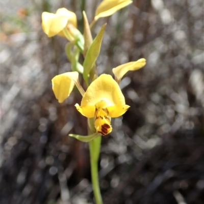 Diuris nigromontana (Black Mountain Leopard Orchid) at Aranda Bushland - 24 Oct 2019 by CathB