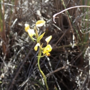 Diuris nigromontana at Dunlop, ACT - 24 Oct 2019