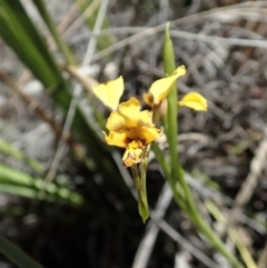 Diuris nigromontana at Dunlop, ACT - 24 Oct 2019