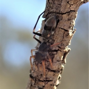 Myrmarachne sp. (genus) at Dunlop, ACT - 23 Oct 2019