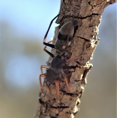 Myrmarachne (genus) (Unidentified Ant-mimic jumping spider) at Dunlop, ACT - 23 Oct 2019 by CathB