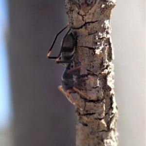 Myrmarachne sp. (genus) at Dunlop, ACT - 23 Oct 2019