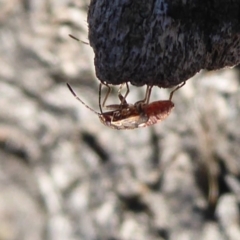 Lygaeidae (family) (Seed bug) at Jerrabomberra Grassland - 24 Oct 2019 by Christine