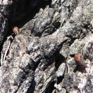 Lygaeidae (family) at Jerrabomberra, ACT - 24 Oct 2019 02:32 PM