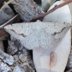 Taxeotis intextata (Looper Moth, Grey Taxeotis) at Jerrabomberra Grassland - 24 Oct 2019 by Christine