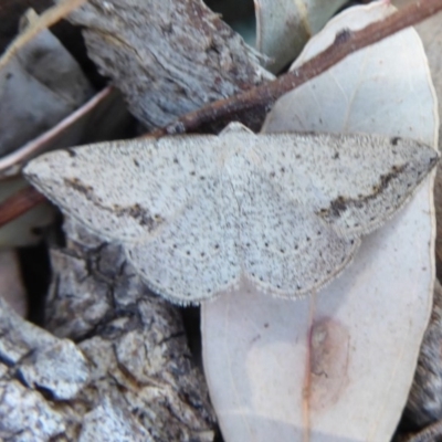 Taxeotis intextata (Looper Moth, Grey Taxeotis) at Jerrabomberra, ACT - 24 Oct 2019 by Christine
