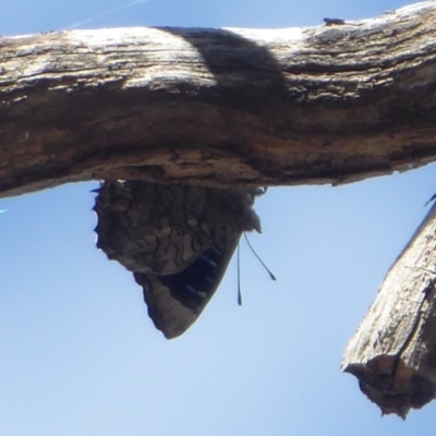 Ogyris olane (Broad-margined Azure) at Jerrabomberra Grassland - 24 Oct 2019 by Christine