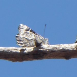 Ogyris olane at Jerrabomberra, ACT - 24 Oct 2019 03:08 PM