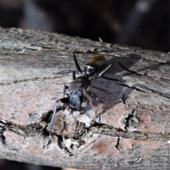 Myrmarachne luctuosa (Polyrachis Ant Mimic Spider) at Aranda Bushland - 24 Oct 2019 by CathB
