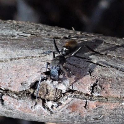 Myrmarachne luctuosa (Polyrachis Ant Mimic Spider) at Dunlop, ACT - 24 Oct 2019 by CathB