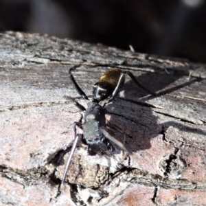 Myrmarachne luctuosa at Dunlop, ACT - 24 Oct 2019