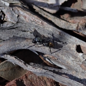 Myrmarachne luctuosa at Dunlop, ACT - 24 Oct 2019 12:46 PM