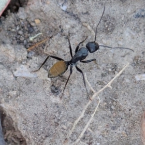 Myrmarachne luctuosa at Dunlop, ACT - 24 Oct 2019