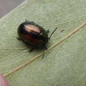 Chrysolina quadrigemina at Flynn, ACT - 25 Oct 2019