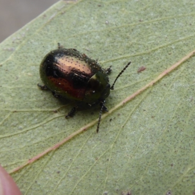 Chrysolina quadrigemina (Greater St Johns Wort beetle) at Flynn, ACT - 25 Oct 2019 by Christine