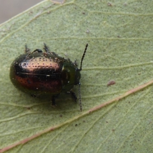 Chrysolina quadrigemina at Flynn, ACT - 25 Oct 2019