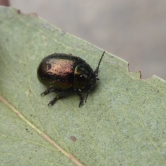 Chrysolina quadrigemina at Flynn, ACT - 25 Oct 2019 01:21 PM