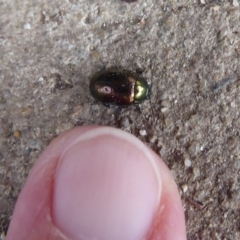 Chrysolina quadrigemina at Flynn, ACT - 25 Oct 2019 01:21 PM