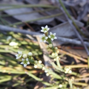 Choretrum pauciflorum at Yass River, NSW - 23 Oct 2019 03:03 PM