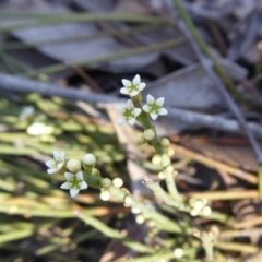 Choretrum pauciflorum (Dwarf Sour Bush) at Yass River, NSW - 23 Oct 2019 by SenexRugosus