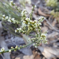 Choretrum pauciflorum at Yass River, NSW - 23 Oct 2019 03:03 PM