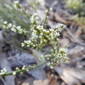 Choretrum pauciflorum at Yass River, NSW - 23 Oct 2019 03:03 PM