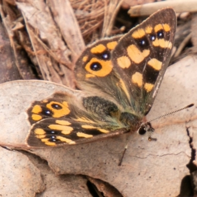 Argynnina cyrila (Forest Brown, Cyril's Brown) at Tennent, ACT - 25 Oct 2019 by SWishart