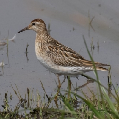 Calidris acuminata (Sharp-tailed Sandpiper) at Fyshwick, ACT - 25 Oct 2019 by rawshorty