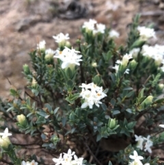 Pimelea linifolia subsp. linifolia (Queen of the Bush, Slender Rice-flower) at Mount Ainslie - 18 Oct 2019 by JessGio