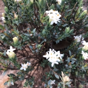 Pimelea linifolia subsp. linifolia at Ainslie, ACT - 18 Oct 2019