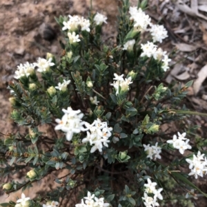 Pimelea linifolia subsp. linifolia at Ainslie, ACT - 18 Oct 2019