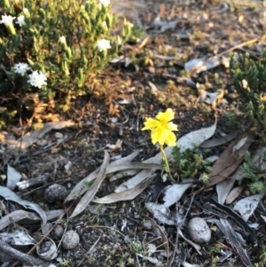 Pimelea linifolia subsp. linifolia at Ainslie, ACT - 18 Oct 2019