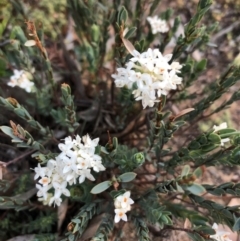 Pimelea linifolia subsp. linifolia at Ainslie, ACT - 18 Oct 2019 07:00 PM