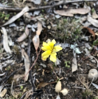 Goodenia pinnatifida (Scrambled Eggs) at Mount Ainslie - 18 Oct 2019 by JessGio