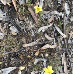 Goodenia pinnatifida at Ainslie, ACT - 18 Oct 2019 07:00 PM