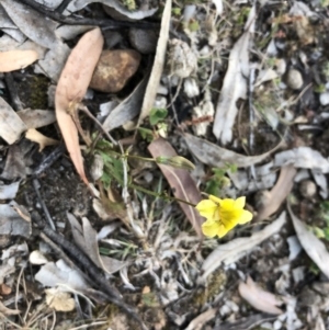 Goodenia pinnatifida at Ainslie, ACT - 18 Oct 2019 07:00 PM