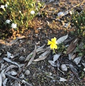 Goodenia pinnatifida at Ainslie, ACT - 18 Oct 2019 07:00 PM