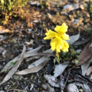 Goodenia pinnatifida at Ainslie, ACT - 18 Oct 2019 07:00 PM