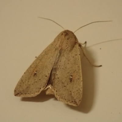 Mythimna (Pseudaletia) convecta (Common Armyworm) at Spence, ACT - 24 Oct 2019 by Laserchemisty