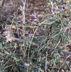 Glycine clandestina (Twining Glycine) at Ainslie, ACT - 17 Oct 2019 by JessGio