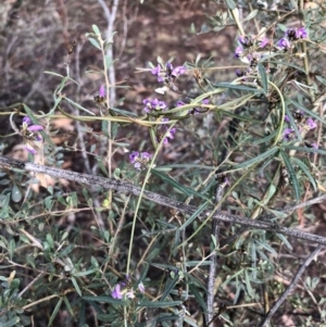 Glycine clandestina at Ainslie, ACT - 17 Oct 2019 08:45 AM