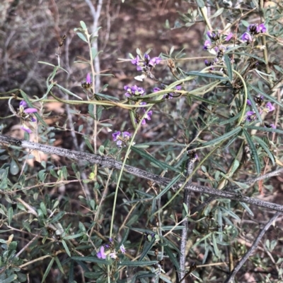 Glycine clandestina (Twining Glycine) at Mount Ainslie - 16 Oct 2019 by JessGio