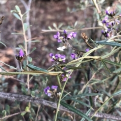 Glycine clandestina at Ainslie, ACT - 17 Oct 2019 08:45 AM